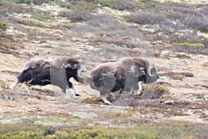 Muskox in Dovrefjell national park, Norway