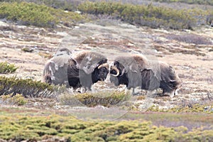 Muskox in Dovrefjell national park, Norway