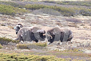 Muskox in Dovrefjell national park, Norway