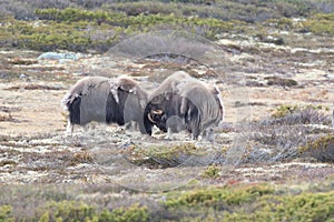 Muskox in Dovrefjell national park, Norway