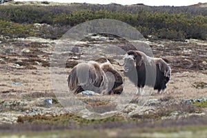 Muskox in Dovrefjell national park, Norway