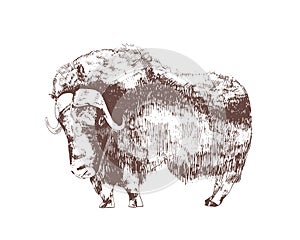 Muskox hand drawn with contour lines on white background. Monochrome sketch drawing of herbivorous hoofed bovine animal