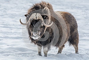 Muskox Looking in Your Eyes