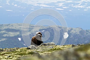 Muskox with mountain in the background, big animal in the nature habitat