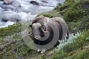 Muskox on mountainside