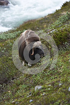 Muskox on mountainside