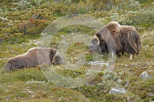 Muskox in Norway