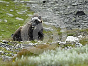 Muskox in Norway