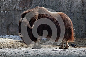 Muskox, Ovibos moschatus