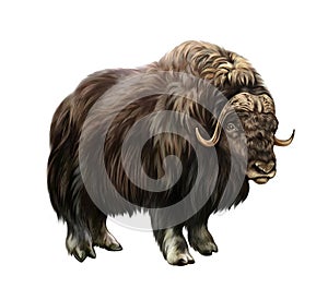 The muskox Ovibos moschatus