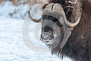 The muskox Ovibos moschatus, also spelled musk ox and musk-ox photo