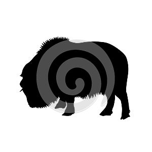 Muskox Ovibos moschatus black vector silhouette