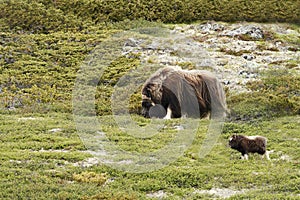 Muskox Ovibos moschatus. Musk ox peacefully standing on grass with calf in Greenland. Mighty wild beast