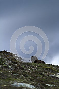 Muskox Ovibos moschatus standing on horizont in Greenland. Mighty wild beast. Big animals in the nature habitat, landscape with