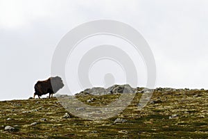 Muskox Ovibos moschatus standing on horizont in Greenland. Mighty wild beast. Big animals in the nature habitat