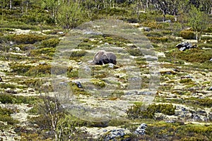 Muskox, Ovibos moschatus, standing in the subarctic tundra