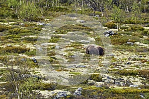 Muskox, Ovibos moschatus, standing in the subarctic tundra