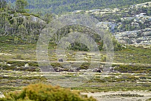 Muskox, Ovibos moschatus, standing in the subarctic tundra photo