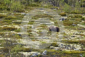 Muskox, Ovibos moschatus, standing in the subarctic tundra photo