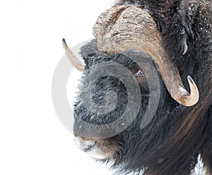Muskox