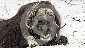 Muskox in snow