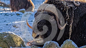 Muskox in snow