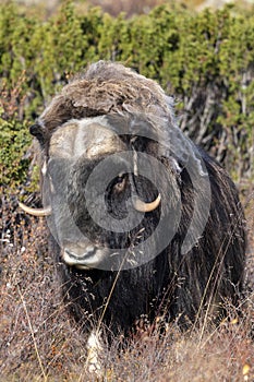 Muskox stood in countryside field