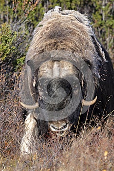 Muskox stood in field