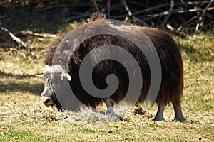 Muskox