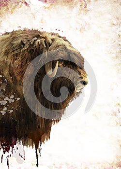 Muskox Watercolor