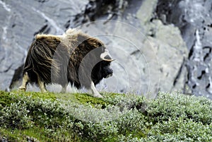 Muskox in wilderness photo
