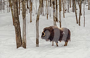 Muskox in the winter (Omega Park of Quebec)