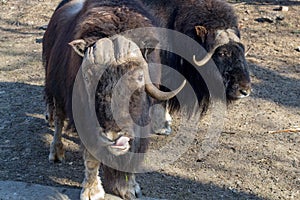 Shaggy bulls glisten in the sun. Muskoxen, mammals