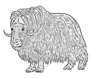 Muskoxen.