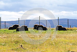 Muskoxen at Yukon wildlife Preserve