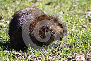 Muskrat