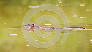 Muskrat