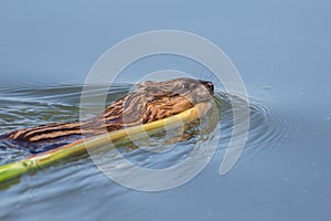 Muskrat