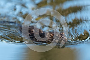 Muskrat