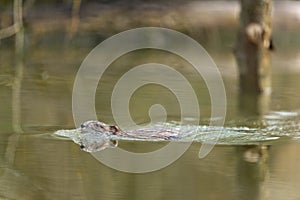 Muskrat