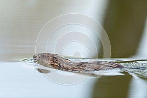 Muskrat