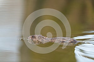 Muskrat