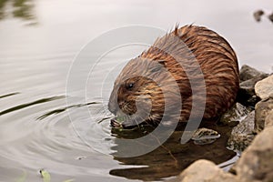 Muskrat