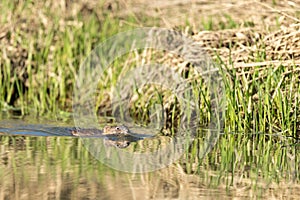 Muskrat