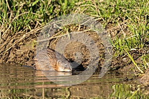 Muskrat