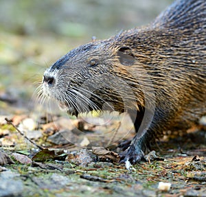 Muskrat