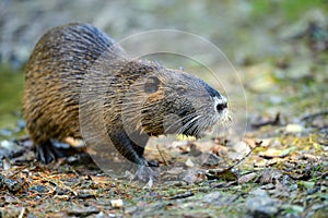 Muskrat