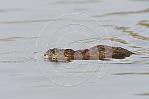 Muskrat