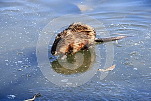 Muskrat