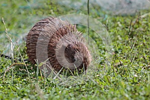 Muskrat